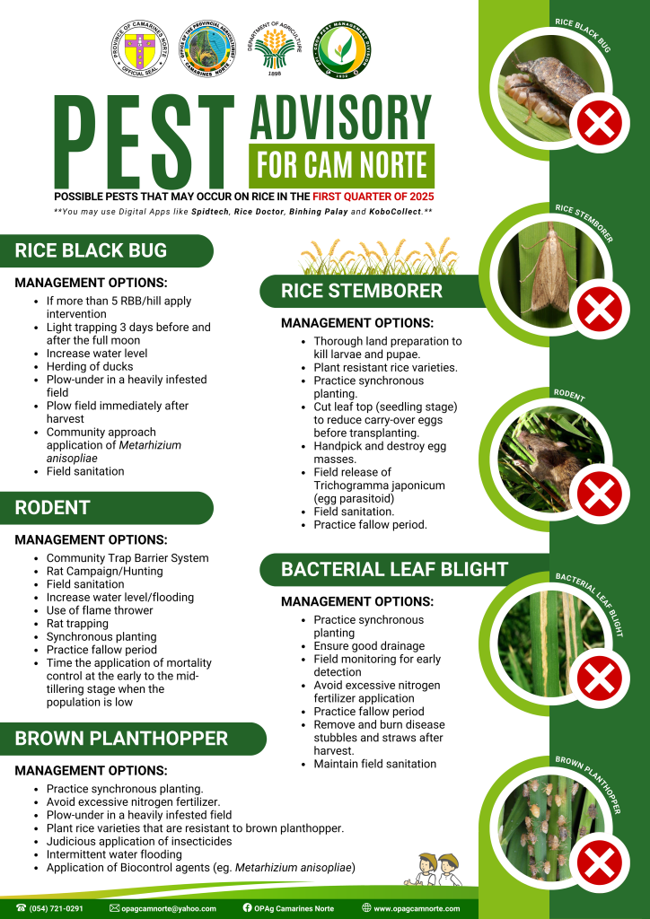 Pest Advisory for Rice for the 1st Quarter of 2025