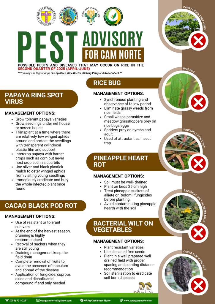 Pest Advisory for Rice for the 2nd Quarter of 2025